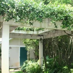 Star Jasmine Vine (Trachelospermum Jasminoides) - 1 Gallon Pot -Garden Supplies Sales 2024 Picture Jasmine Confederate Vine 2 5