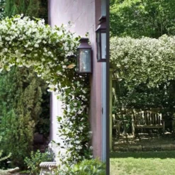 Madison Confederate Jasmine - 6 Pack Of 1 Gallon Pots -Garden Supplies Sales 2024 Picture Jasmine Madison 3 3