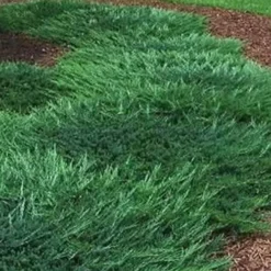 Bar Harbor Juniper - 1 Gallon Pot 8 Bar Harbor Juniper - 1 Gallon Pot -Garden Supplies Sales 2024 Picture Juniper Bar Harbor