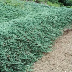 Bar Harbor Juniper - 1 Gallon Pot 9 Bar Harbor Juniper - 1 Gallon Pot -Garden Supplies Sales 2024 Picture Juniper Bar Harbor Wall