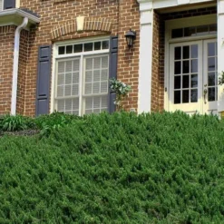 Blue Pacific Juniper - 1 Gallon Pot -Garden Supplies Sales 2024 Picture Juniper Blue Pacific Hill 1