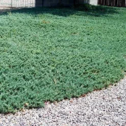 Blue Rug Juniper - 3 Gallon Pot 12 Blue Rug Juniper - 3 Gallon Pot -Garden Supplies Sales 2024 Picture Juniper Blue Rug 2 1