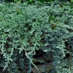 Blue Rug Juniper - 1 Gallon Pot -Garden Supplies Sales 2024 Picture Juniper Blue Rug