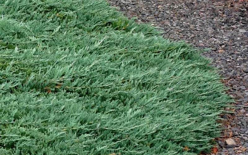 Blue Rug Juniper - 3 Gallon Pot 7 Blue Rug Juniper - 3 Gallon Pot - Image 7