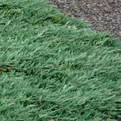 Blue Rug Juniper - 6-Pack Of 1 Gallon Pots -Garden Supplies Sales 2024 Picture Juniper Blue Rug 3 2