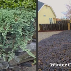 Blue Rug Juniper - 6-Pack Of 1 Gallon Pots -Garden Supplies Sales 2024 Picture Juniper Blue Rug Winter Color 2