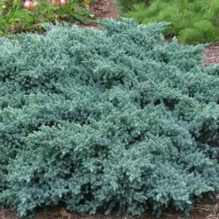 Blue Star Juniper - 3 Gallon Pot 8 Blue Star Juniper - 3 Gallon Pot -Garden Supplies Sales 2024 Picture Juniper Blue Star 2