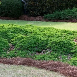 Green Mound Juniper - 1 Gallon Pot -Garden Supplies Sales 2024 Picture Juniper Green Mound 3 2