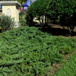 Parsons Juniper - Juniperus Davurica 'Parsonii' - 6 Pack Of 1 Gallon Pots -Garden Supplies Sales 2024 Picture Juniper Parsons Border 2