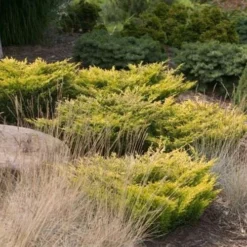 Limeglow Golden Andorra Compact Juniper - 3 Gallon Pot -Garden Supplies Sales 2024 Picture JuniperLimeglow