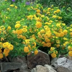 New Gold Hardy Lantana - 5 Pack Of Pint Pots -Garden Supplies Sales 2024 Picture Lantana Trailing New Gold 2 2