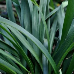 Big Blue Liriope (Lily Turf) - 1 Gallon Pot -Garden Supplies Sales 2024 Picture Liriope Big Blue 7 1