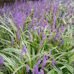 Variegated Liriope - Monkey Grass / Lilyturf - 10 Pack Of Pint Pots -Garden Supplies Sales 2024 Picture Liriope Variegated 1 2