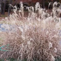 Bandwidth Dwarf Zebra Grass - 1 Gallon Pot -Garden Supplies Sales 2024 Picture Little Zebra Grass Plumes 1