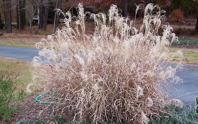 Little Zebra Grass - Miscanthus - 3 Gallon Pot 6 Little Zebra Grass - Miscanthus - 3 Gallon Pot - Image 6