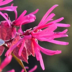 Purple Pixie Loropetalum - 3 Gallon Pot -Garden Supplies Sales 2024 Picture Loropetalum Purple Pixie Flower