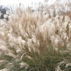 Adagio Dwarf Maiden Grass - Miscanthus Sinensis - 3 Gallon Pot -Garden Supplies Sales 2024 Picture Maiden Grass Adagio Dwarf 2 1