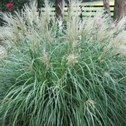 Adagio Dwarf Maiden Grass - Miscanthus Sinensis - 1 Gallon Pot -Garden Supplies Sales 2024 Picture Maiden Grass Adagio Dwarf