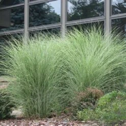 Maiden Grass - Miscanthus Sinensis 'Gracillimus' - 3 Gallon Pot -Garden Supplies Sales 2024 Picture Maiden Grass Gracillimus 2