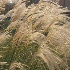 Maiden Grass - Miscanthus Sinensis 'Gracillimus' - 3 Gallon Pot -Garden Supplies Sales 2024 Picture Miscanthus Gracillimus Flowers Closeup 2