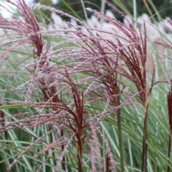 Maiden Grass - Miscanthus Sinensis 'Gracillimus' - 1 Gallon Pot -Garden Supplies Sales 2024 Picture Miscanthus Gracillimus Seed Heads 1