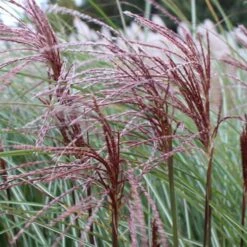 Maiden Grass - Miscanthus Sinensis 'Gracillimus' - 3 Gallon Pot -Garden Supplies Sales 2024 Picture Miscanthus Gracillimus Seed Heads 2