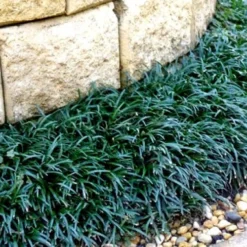 Dwarf Mondo Grass - 18 Count Flat Of Pint Pots 12 Dwarf Mondo Grass - 18 Count Flat Of Pint Pots -Garden Supplies Sales 2024 Picture Mondo Grass Dwarf 4 3