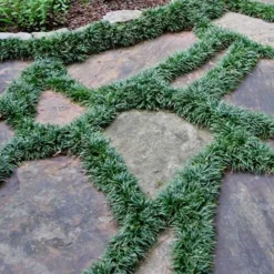 Dwarf Mondo Grass - 18 Count Flat Of Pint Pots 13 Dwarf Mondo Grass - 18 Count Flat Of Pint Pots -Garden Supplies Sales 2024 Picture Mondo Grass Dwarf 6 3