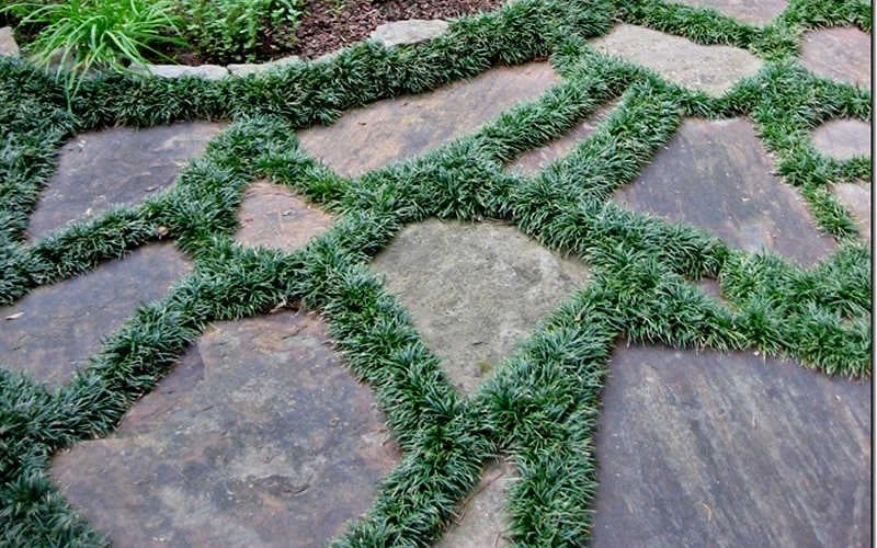 Dwarf Mondo Grass - 18 Count Flat Of Pint Pots 6 Dwarf Mondo Grass - 18 Count Flat Of Pint Pots - Image 6