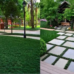 Dwarf Mondo Grass - 32 Pack Of 2.5" Pots -Garden Supplies Sales 2024 Picture Mondo Grass Dwarf 7 2