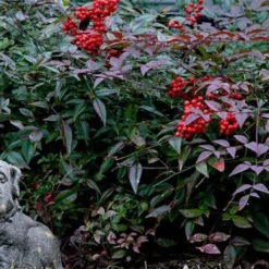 Harbor Belle Dwarf Nandina - 6 Pack Of 1 Gallon Pots -Garden Supplies Sales 2024 Picture Nandina Harbor Belle 1 1