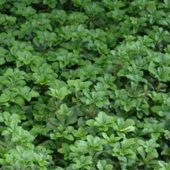 Pachysandra - Japanese Spurge - 18 Count Flat Of Pint Pots -Garden Supplies Sales 2024 Picture Pachysandra 2