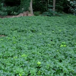Pachysandra - Japanese Spurge - 18 Count Flat Of Pint Pots -Garden Supplies Sales 2024 Picture Pachysandra 3