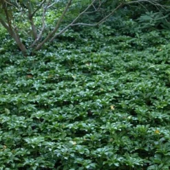 Pachysandra - Japanese Spurge - 18 Count Flat Of Pint Pots -Garden Supplies Sales 2024 Picture Pachysandra 4