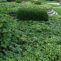 Pachysandra - Japanese Spurge - 18 Count Flat Of Pint Pots -Garden Supplies Sales 2024 Picture Pachysandra Terminalis