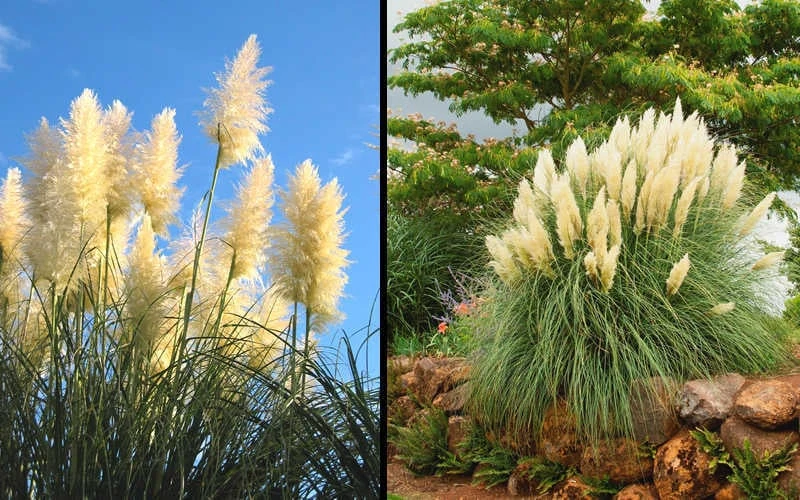 White Pampas Grass - 3 Gallon Pot 6 White Pampas Grass - 3 Gallon Pot - Image 6