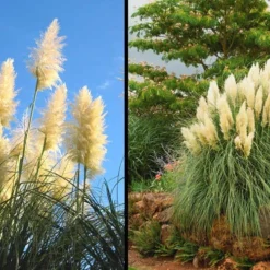 White Pampas Grass - 1 Gallon Pot -Garden Supplies Sales 2024 Picture Pampas Grass White 2