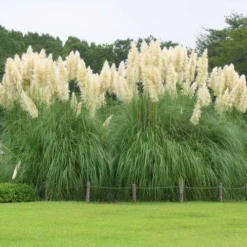 White Pampas Grass - 3 Gallon Pot 11 White Pampas Grass - 3 Gallon Pot -Garden Supplies Sales 2024 Picture Pampas Grass White 3 1