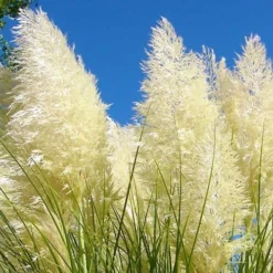 White Pampas Grass - 1 Gallon Pot -Garden Supplies Sales 2024 Picture Pampas Grass White 4