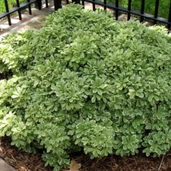 Variegated Pittosporum - Japanese Mock Orange - 1 Gallon Pot -Garden Supplies Sales 2024 Picture Pittosporum Variegated Shrub 1