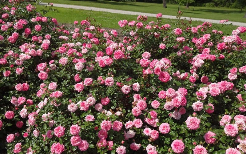 Sweet Drift Groundcover Rose - 2 Gallon Pot 5 Sweet Drift Groundcover Rose - 2 Gallon Pot - Image 5
