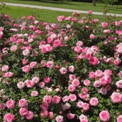 Sweet Drift Groundcover Rose - 3 Gallon Pot -Garden Supplies Sales 2024 Picture Rose Drift Sweet 1