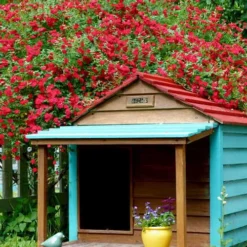 Red Cascade Miniature Climbing Rose - 1 Gallon Pot -Garden Supplies Sales 2024 Picture Rose Red Cascade 1