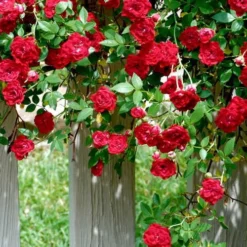Red Cascade Miniature Climbing Rose - 2.5 Quart Pot -Garden Supplies Sales 2024 Picture Rose Red Cascade 11 2