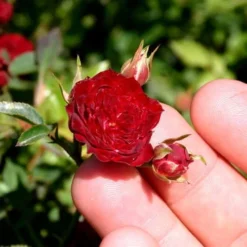 Red Cascade Miniature Climbing Rose - 2.5 Quart Pot -Garden Supplies Sales 2024 Picture Rose Red Cascade 5 2