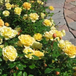Sunrosa Yellow Dwarf Shrub Rose - 1 Gallon Pot -Garden Supplies Sales 2024 Picture Rose Sunrosa Yellow