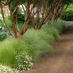 Pony Tails Mexican Feather Grass (Stipa Tennuissima) - 6 Pack Of Quart Pots -Garden Supplies Sales 2024 Picture Stipa Tenuissima 10