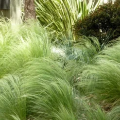 Pony Tails Mexican Feather Grass (Stipa Tennuissima) - 3 Pack Of Quart Pots -Garden Supplies Sales 2024 Picture Stipa Tenuissima 7 1