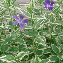 Variegated Bigleaf Periwinkle - Vinca Major 'Variegata' - 10 Pack Of Pint Pots -Garden Supplies Sales 2024 Picture Vinca Major Variegated 4