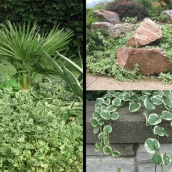 Variegated Bigleaf Periwinkle - Vinca Major 'Variegata' - 10 Pack Of Pint Pots -Garden Supplies Sales 2024 Picture Vinca Major Variegated 6